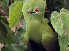 -新加坡飞禽公园