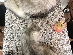 -暗黑魔法·玄灵未妖阁·塔罗·占星·心理咨询