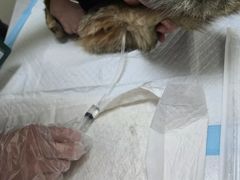 -纳吉亚猫专科动物医院博雅分院