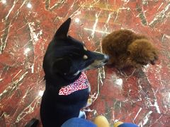 -多卡布奇宠物生活馆(上林世家店)