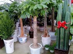 -三圣花乡旅游区