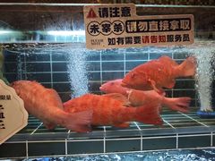 -雍容荟活帝王蟹活龙虾自助(苏宁旗舰店)