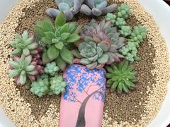 -秦美花卉(天朗·莱茵小城2期店)