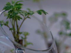 -COTTON CAFE(德信·中外公寓店)