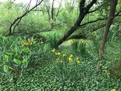 -西湖风景区-江洋畈生态公园