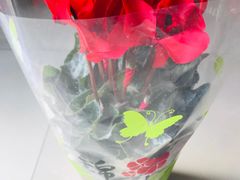 -曲阳花鸟市场(曲阳路店)