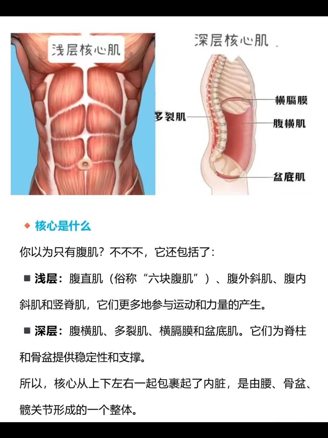 n■ 深层:腹横肌,多裂肌,横膈膜和盆底肌.它们