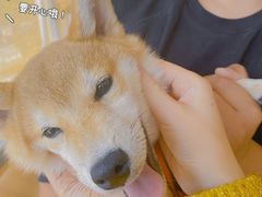 -南京Hallo宠物乐园·哈罗犬舍·柴犬繁育基地