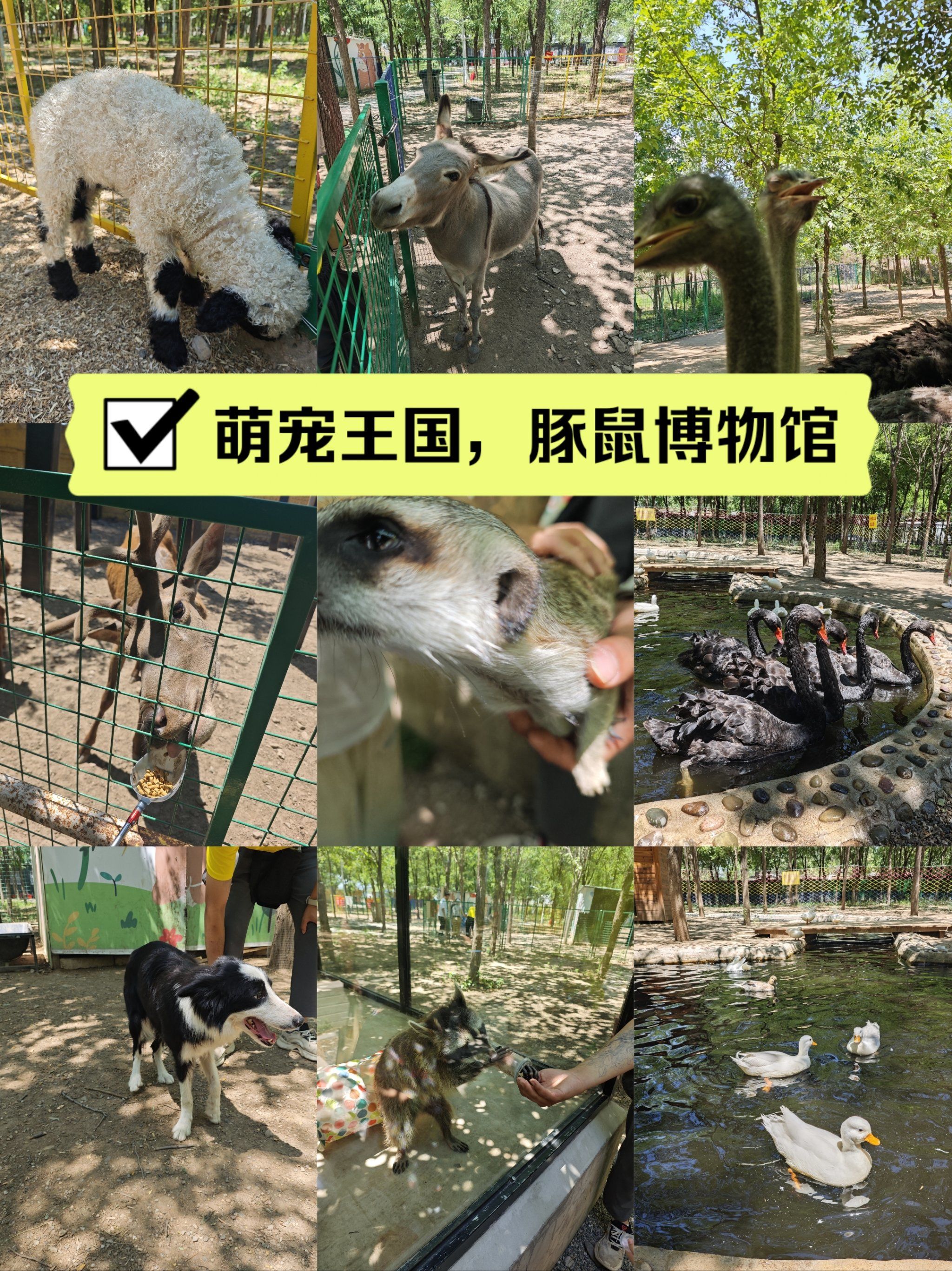 n话说北京类似的萌宠乐园挺多的,但是位于昌平的这家不仅动物种类