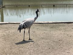 -盐城丹顶鹤湿地生态旅游区
