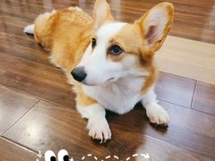 -柯斗斗主题餐厅·狗咖·围炉煮茶·茶饮(国瑞升平里店)