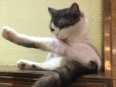 -more than meow吴止猫主题餐厅(承德 中船汇店)