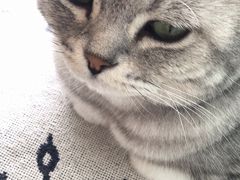 -平行世界·猫咖(首经贸店)
