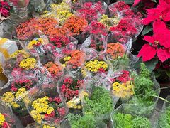 -东川新街市(东川市场店)