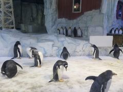 -芜湖新华联大白鲸海洋公园