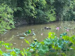 -福建鲤鱼洲酒店