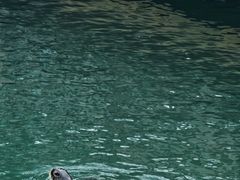 -广东惠东海龟国家级自然保护区