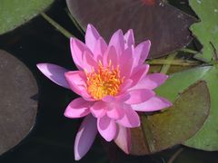 -上海辰山植物园