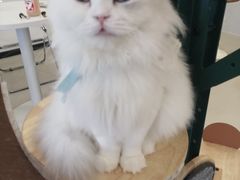 -共舞时光猫咖·狗咖(新街口店)