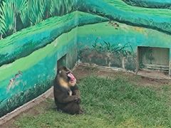 -西霞口神雕山野生动物世界