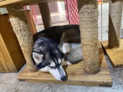 -more than meow吴止猫主题餐厅(承德 中船汇店)