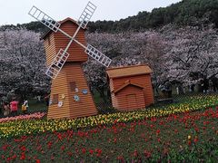 -苏州上方山国家森林公园
