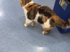 -佑安动物医院·全科·内窥镜中心(幸福巷店)