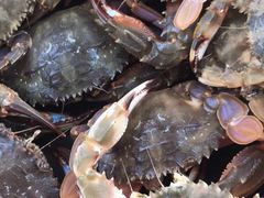 -青岛沙子口国家中心渔港