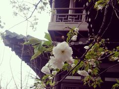-西安青龙寺遗址景区