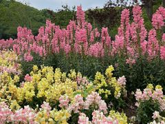 -苏州上方山国家森林公园