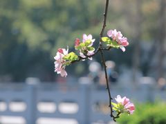 -莫愁湖公园