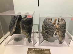 -陕西自然博物馆