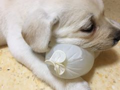 -瑞派宠物医院·24小时骨科·心脏·核磁(哈尔滨南岗店)