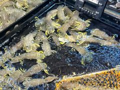 -海鲜e族(马王堆店)