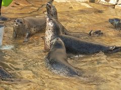 -秦皇岛乐岛海洋王国