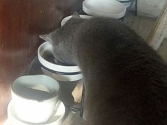 -海边的猫和咖啡馆