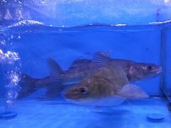 -韩妹鱼庄·泸定老字号(泸定店)