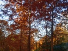 -上海海湾国家森林公园