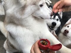 -TrueLove @ Neverland (Husky Cafe)