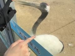 -盐城丹顶鹤湿地生态旅游区