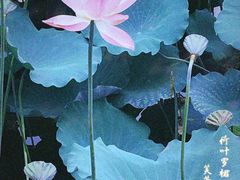 -荔湾湖公园