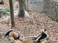 -都江堰中华大熊猫苑