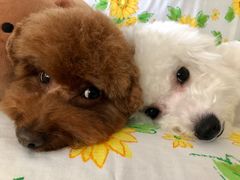 -乐琪宠物(青塔西路店)