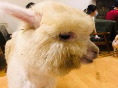 -猫色咖啡·猫咖