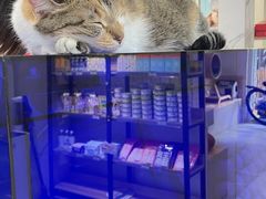 -伟伟宠物医院·CT影像中心·瑞派犬猫综合性门诊(汉口总院)