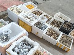 -云南木水花野生菌交易中心