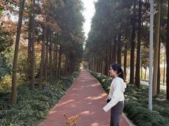 -上海长兴岛郊野公园