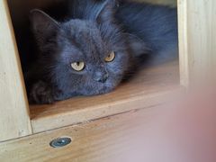 -more than meow吴止猫主题餐厅(承德 中船汇店)