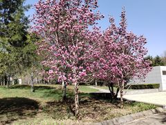 -石家庄市植物园