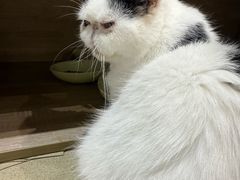 -藏猫猫咖啡主题馆(中央大道店)